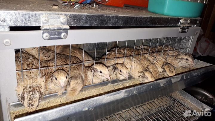 Перепёлки со своим домом