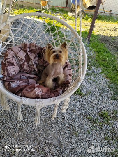 Вязка йорка