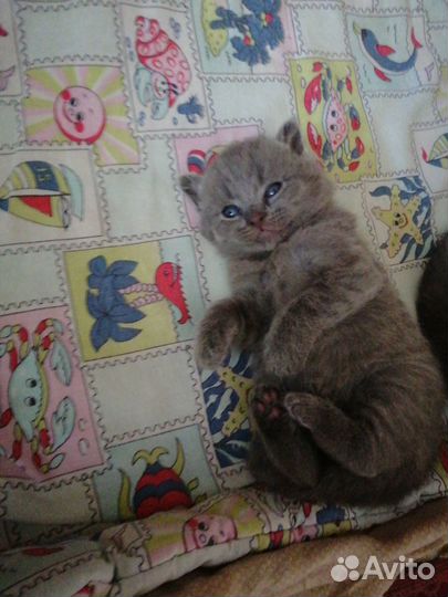 Шотландские котята