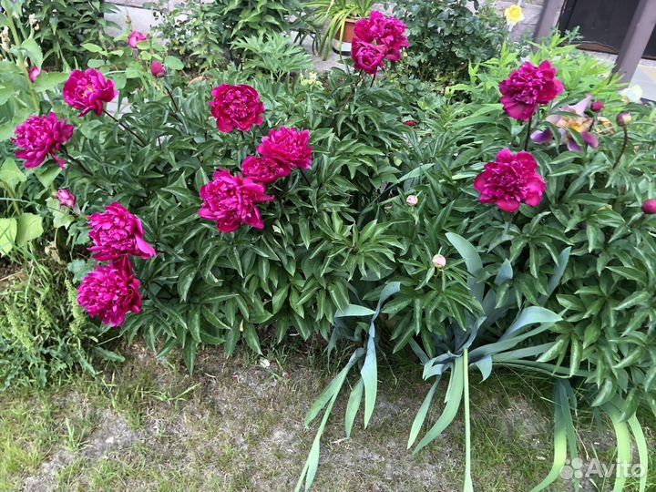 Пион три года. Большой