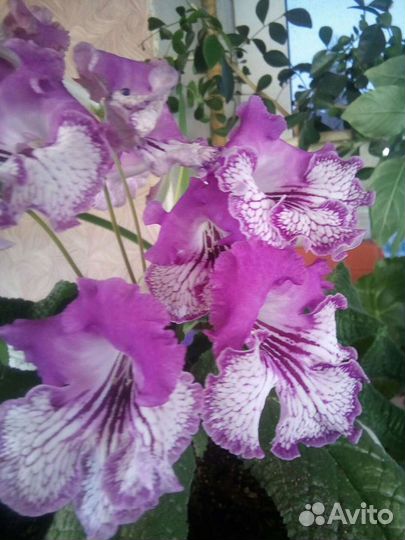 Стрептокарпус