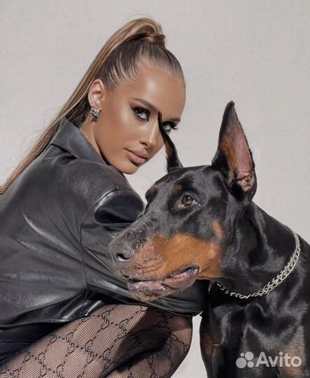 Доберман на фотосессию