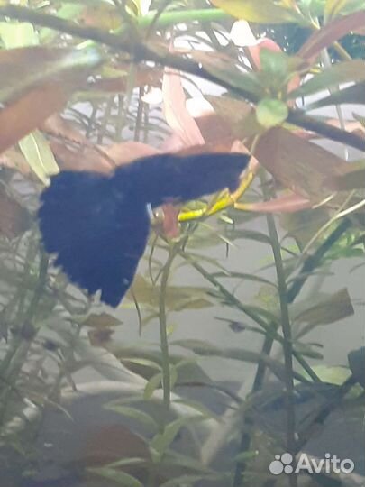 Аквариумные рыбки гуппи 