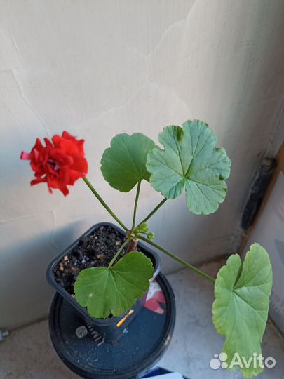 Пеларгония герань красная