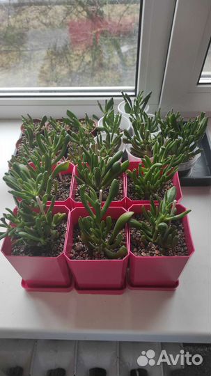 Крассула коралл