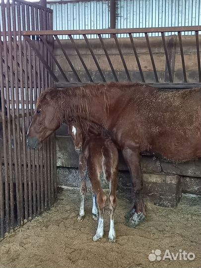 Лошадь с жеребенком