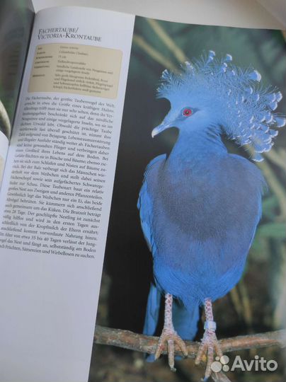 Книга Vogel птицы