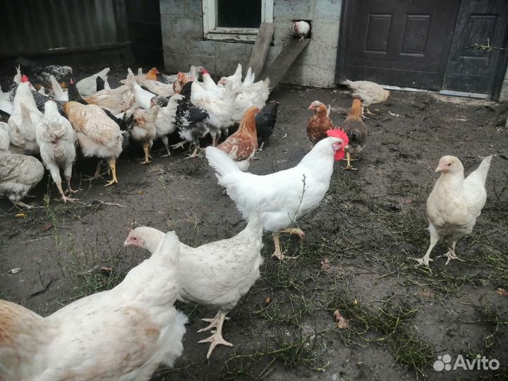 Молодые петушки