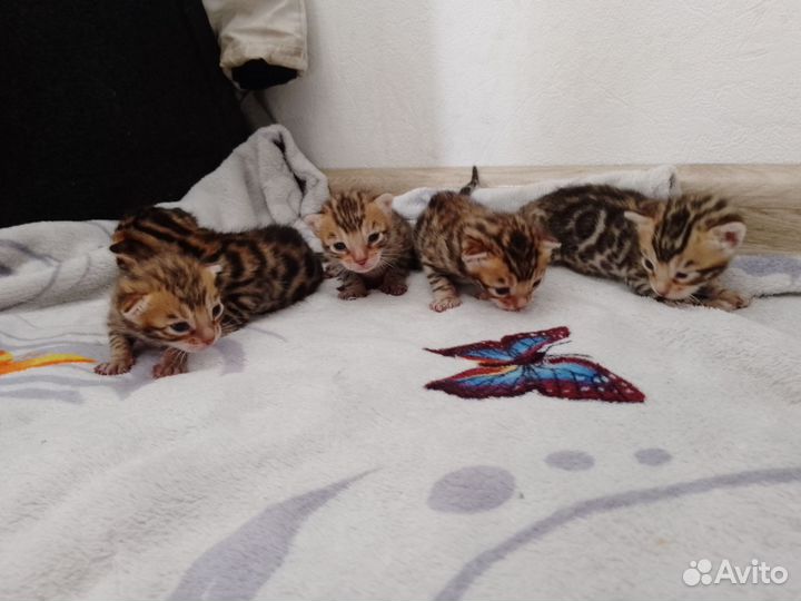 Бенгальские котята