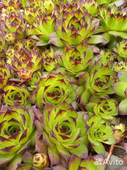 Каменные розы 7 видов