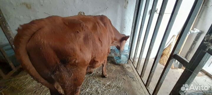 Скот Бычки домашнии Мясного направления