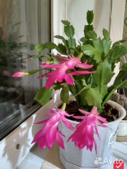 Декабрист и белый Рипсалидопсис