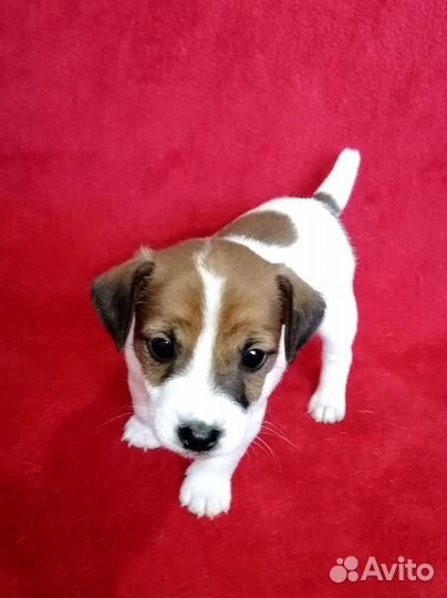 Джек Рассел терьеры