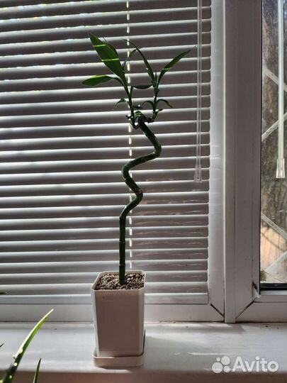 Бамбук драцена сандера комнатные растения