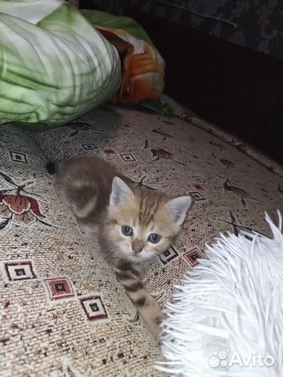 Кошка в дар бесплатно