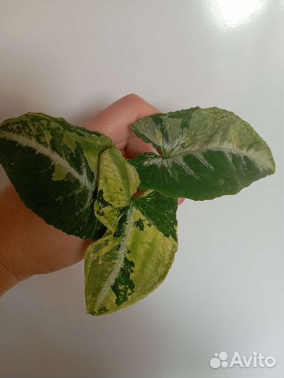 Сингониум яичница