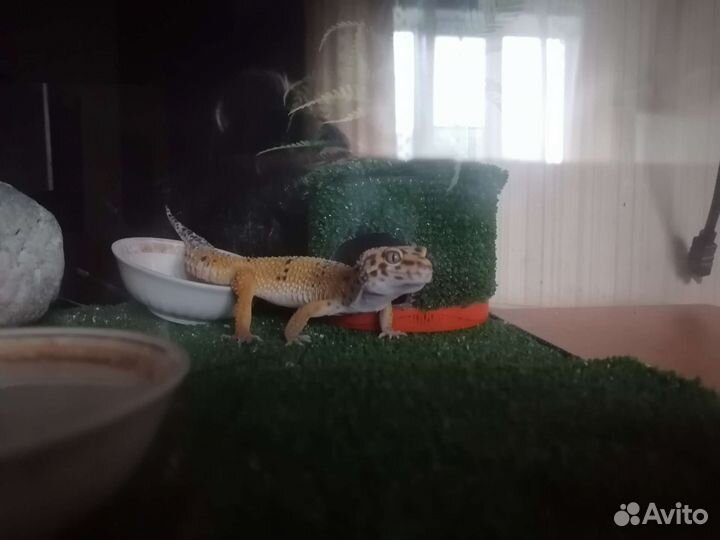 Геккон эублефар