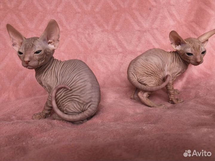 Котята Донской сфинкс