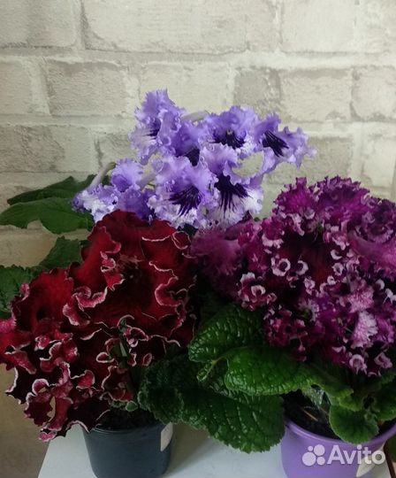 Стрептокарпусы