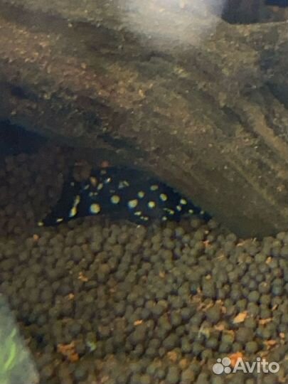 Номерной сом L201