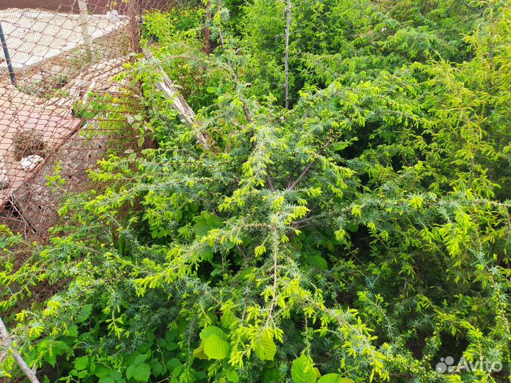 Можевельник обыкновенный (Juniperus communis)