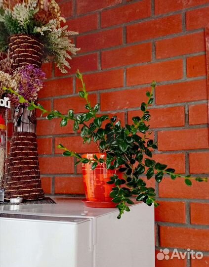 Нематантус Ветстайна