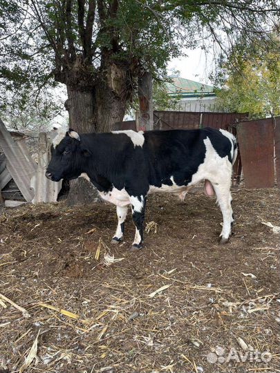 Бык и Теленок