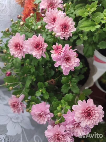 Хризантемы мультифлора в горшке