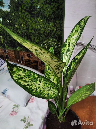 Диффенбахия