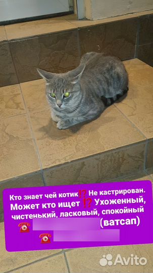 Котик
