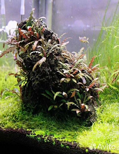 Аква ферма Аквариумные Растения