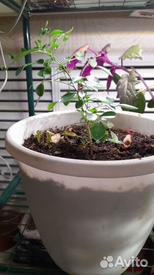 Ампельные и комнатные растения