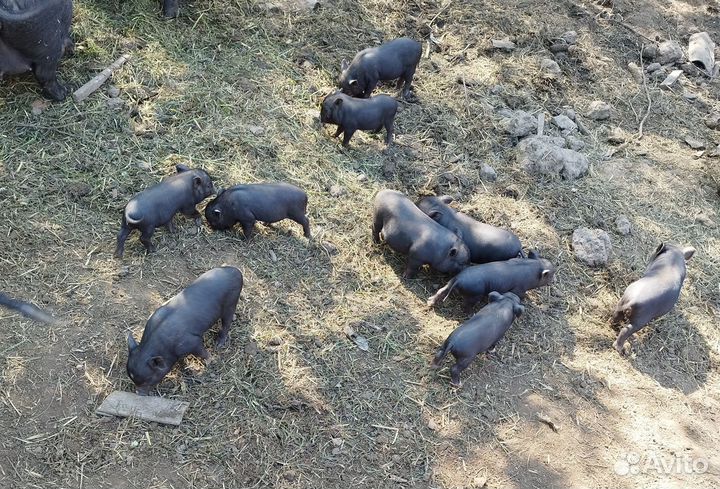 Вьетнамские вислобрюхие поросята