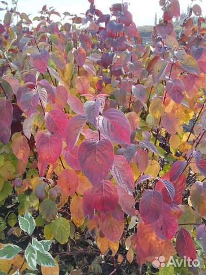 Дерен белый westonbirt(зелёный широкий лист)