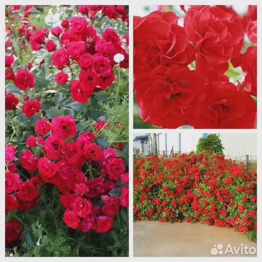 Розы в ассортименте