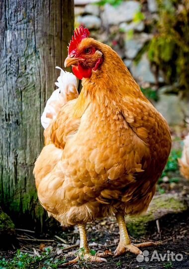 Яйца куриные, гусиные