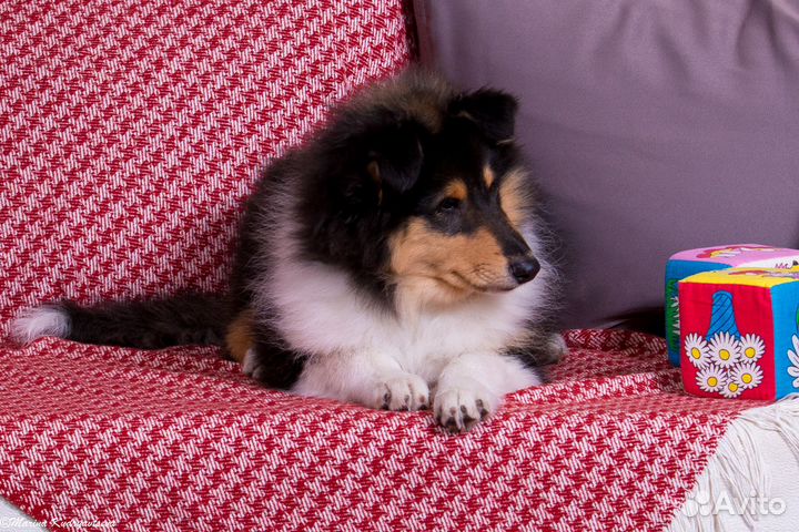 Щенки колли