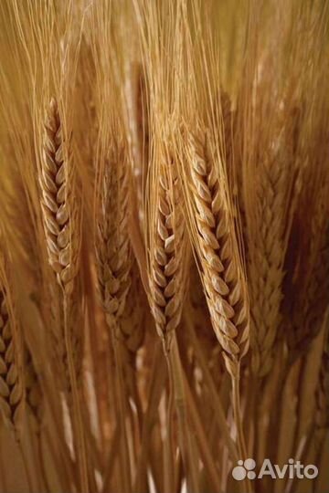 Зерно пшеница ячмень в мешках