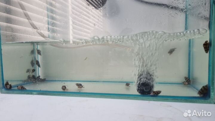 Хилены хищные и красивые улитки на других улиток