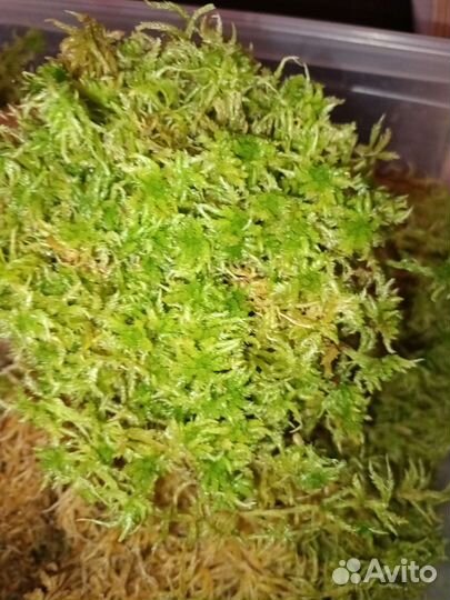 Мох сфагнум живой