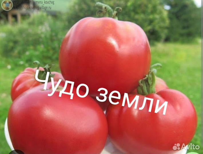 Семена сортовых томатов