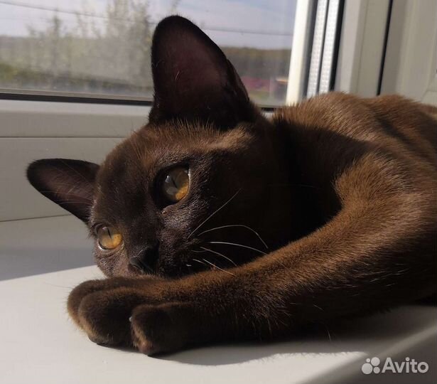 Бурманские котята