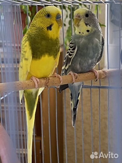 Волнистые попугаи