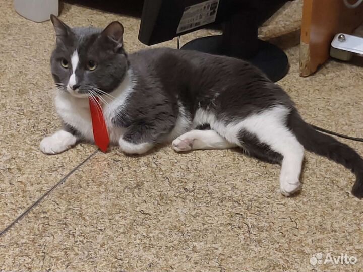 Галстук для Кота