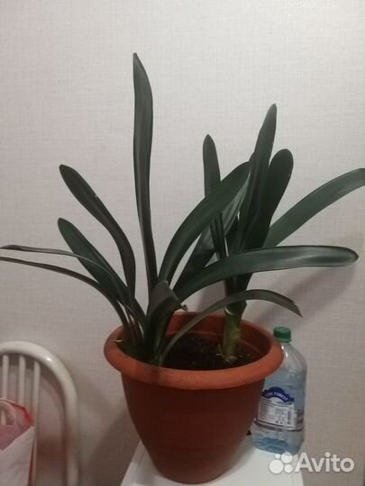 Цветок Кливия