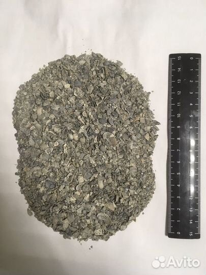 Ракушка морская серая