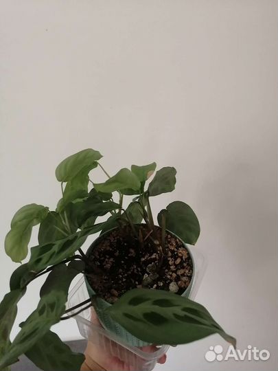 Маранта с горшком