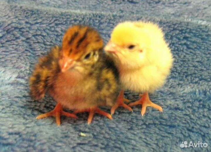 Перепела продажа