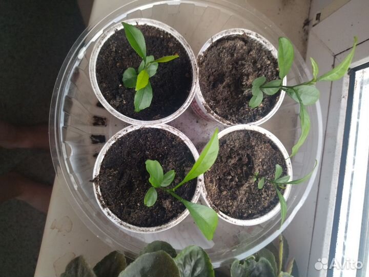 Саженцы мандарина и лимона