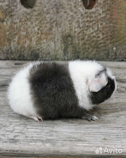 Морские свинки, американский тедди